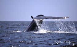 Blue Whale High Fluke Santa Barbara Channel by Steven Hajic 